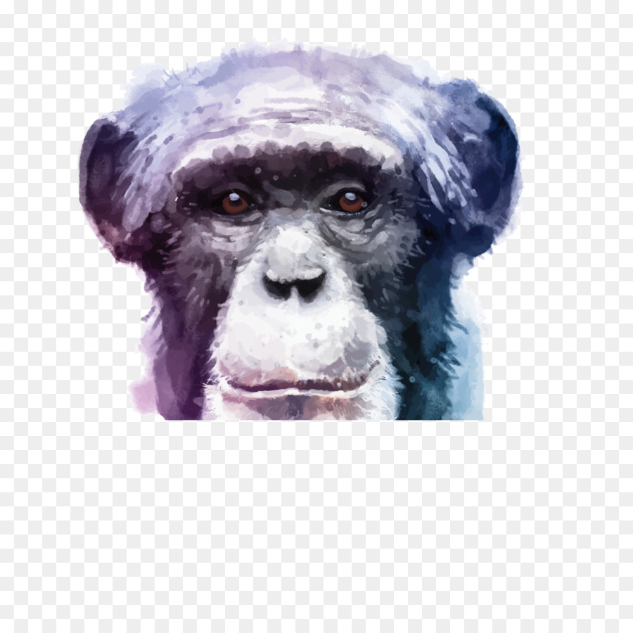 Gorila，Ape PNG