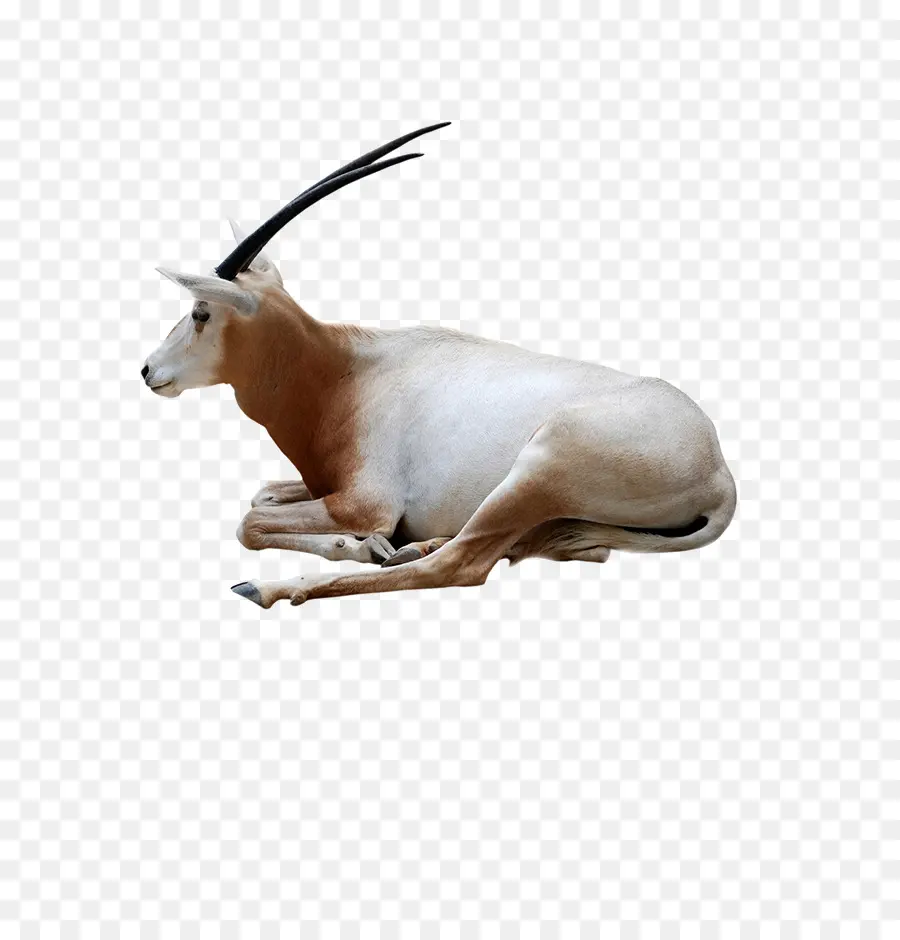 Gemsbok，Antelope PNG