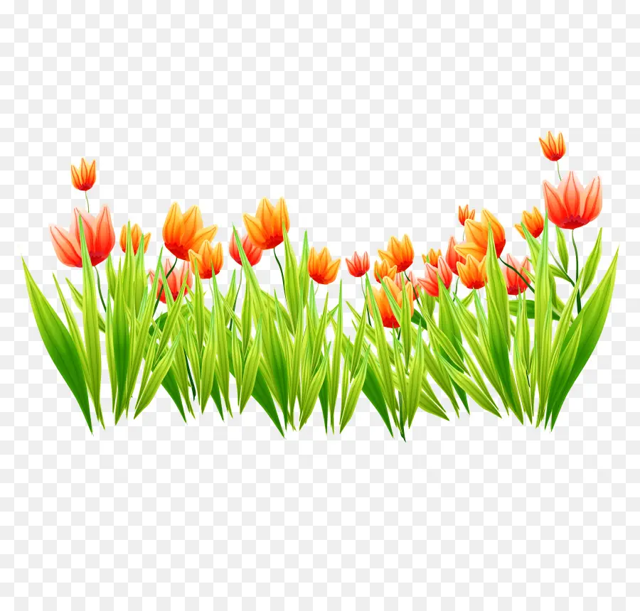 Tulip，Criatividade PNG