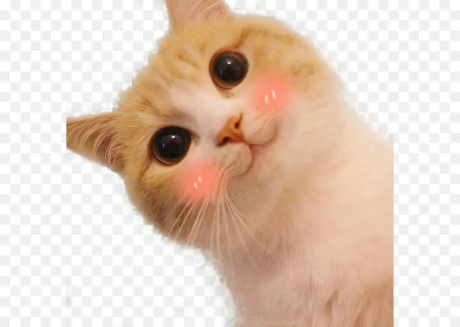 Gato，Fofura PNG