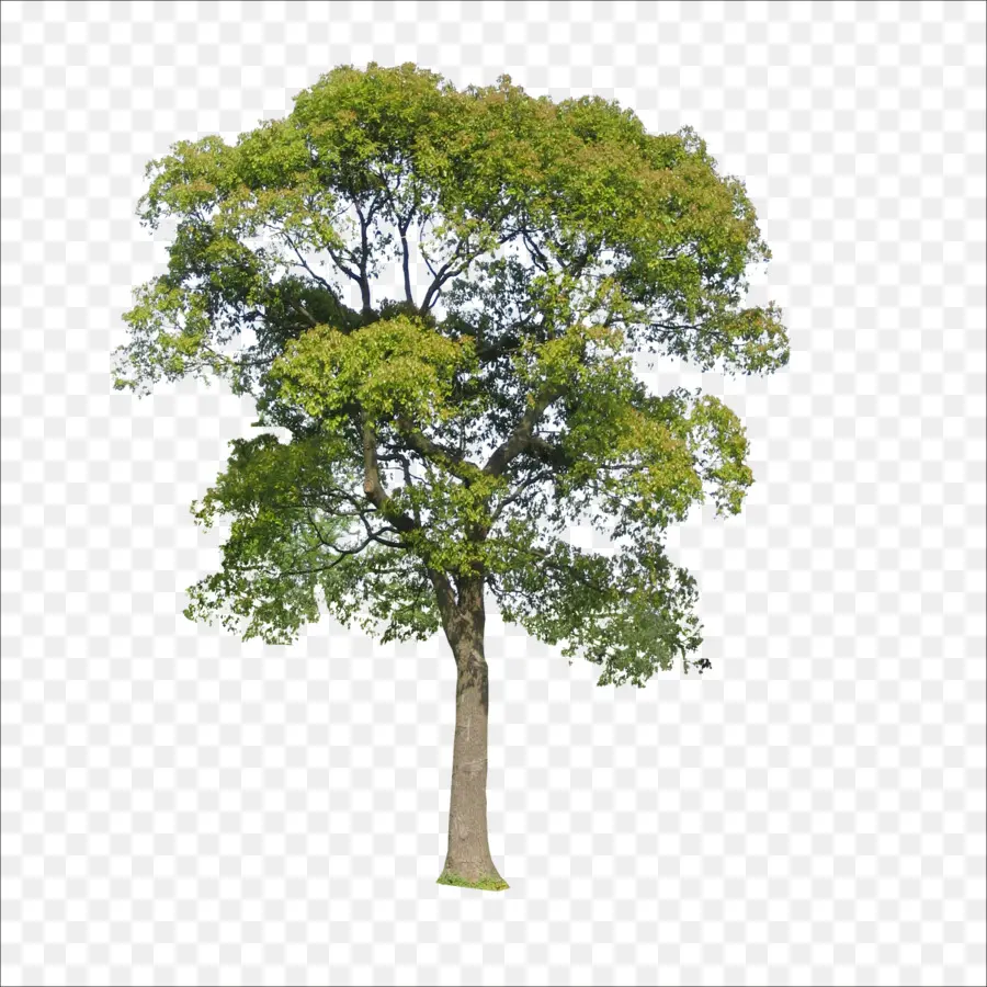árvore，Dados PNG