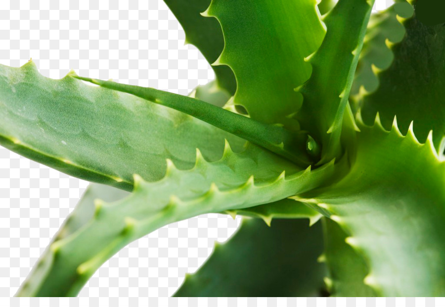 Aloe，Gratis PNG
