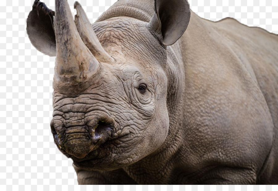O Parque Nacional Kruger，Rinoceronte PNG
