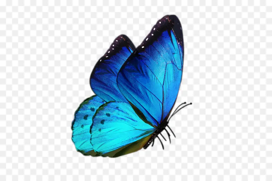 Borboleta，Branco PNG