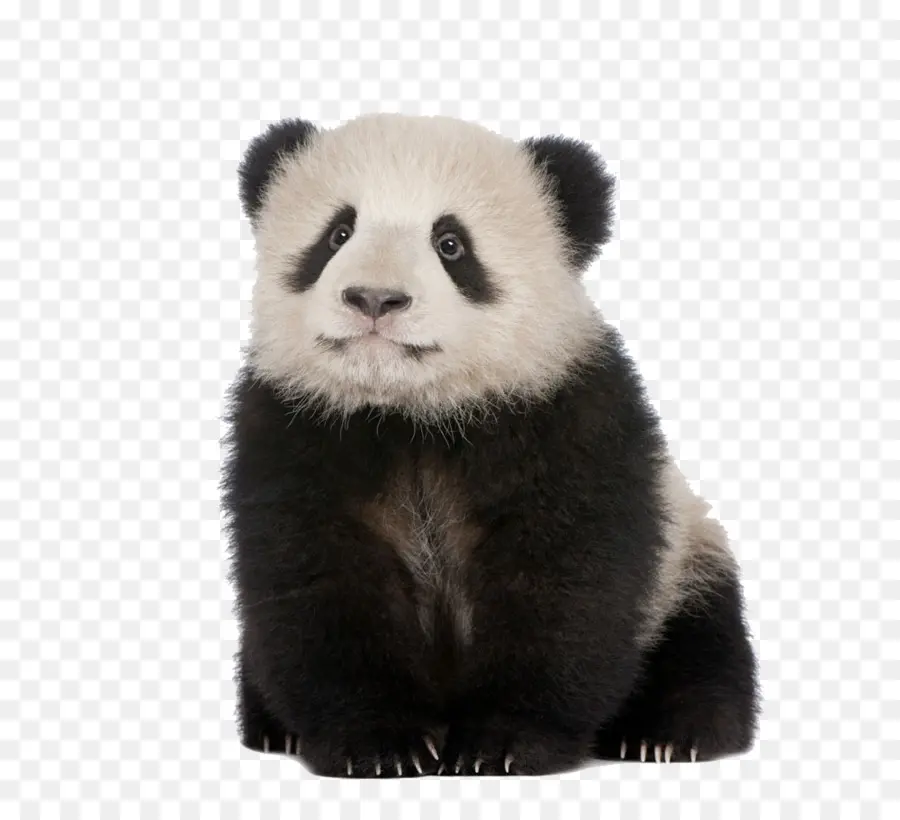 Panda Gigante，Panda Vermelho PNG