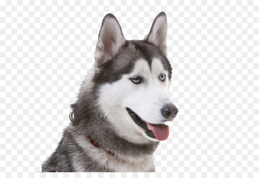 Husky，Cachorro PNG