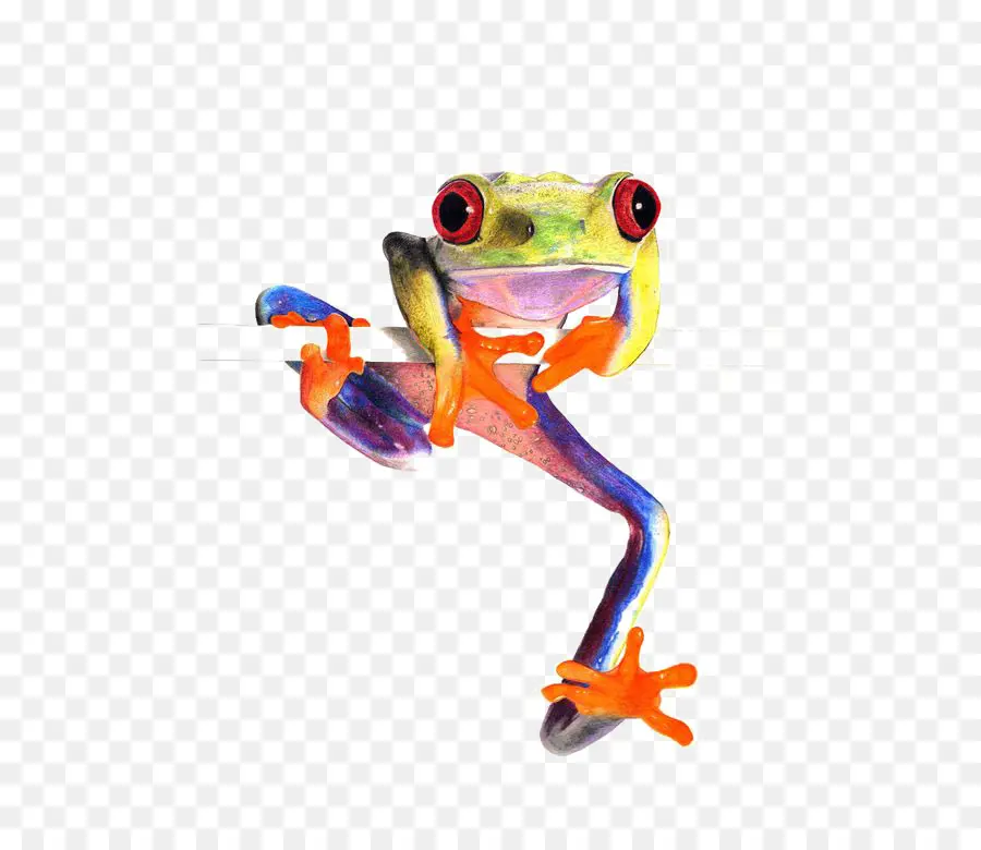 Sapo Colorido，Anfíbio PNG