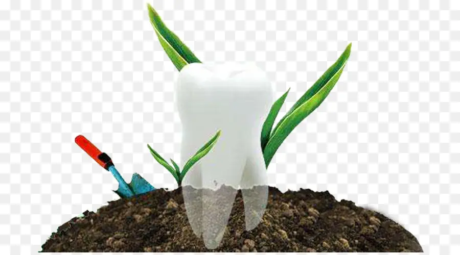 Dente，Plantar PNG