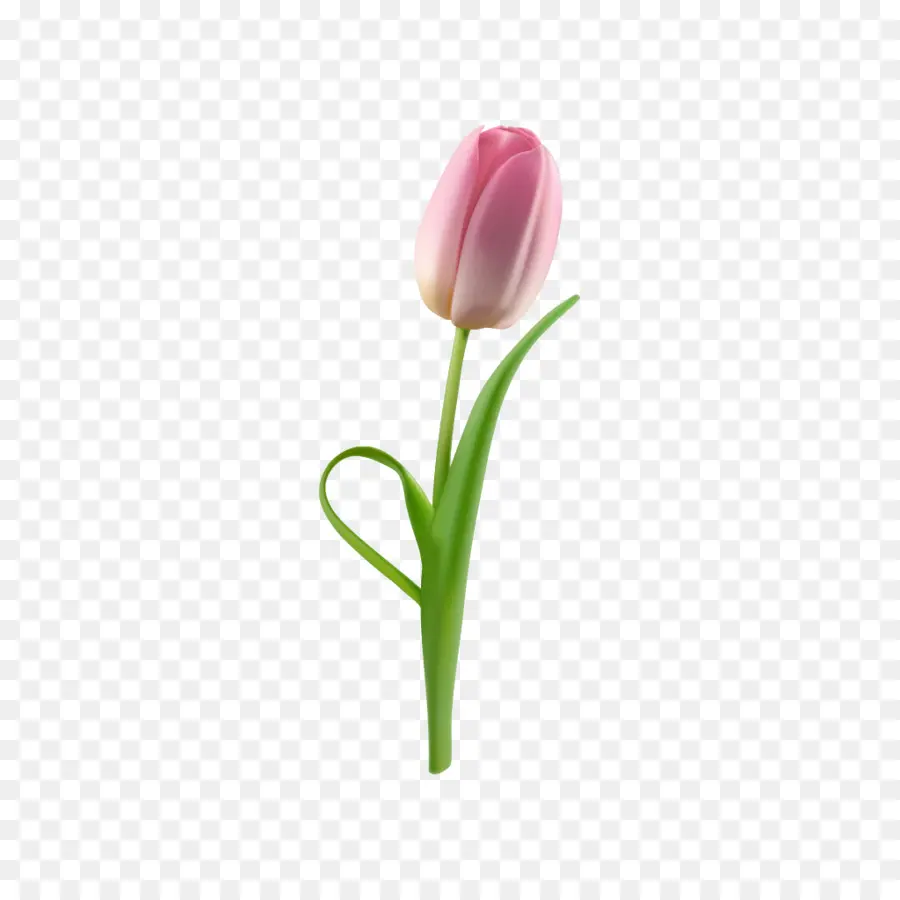 Tulipa Rosa，Natureza PNG