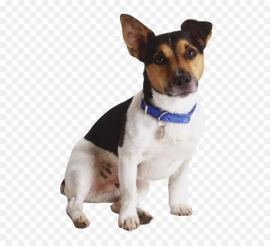 Jack Russell Terrier，Rat Terrier PNG