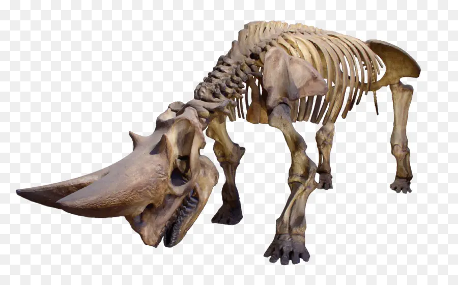 Museu De Osteologia，Rinoceronte PNG