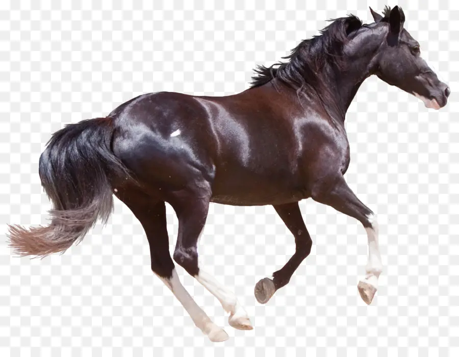 Cavalo，Equino PNG