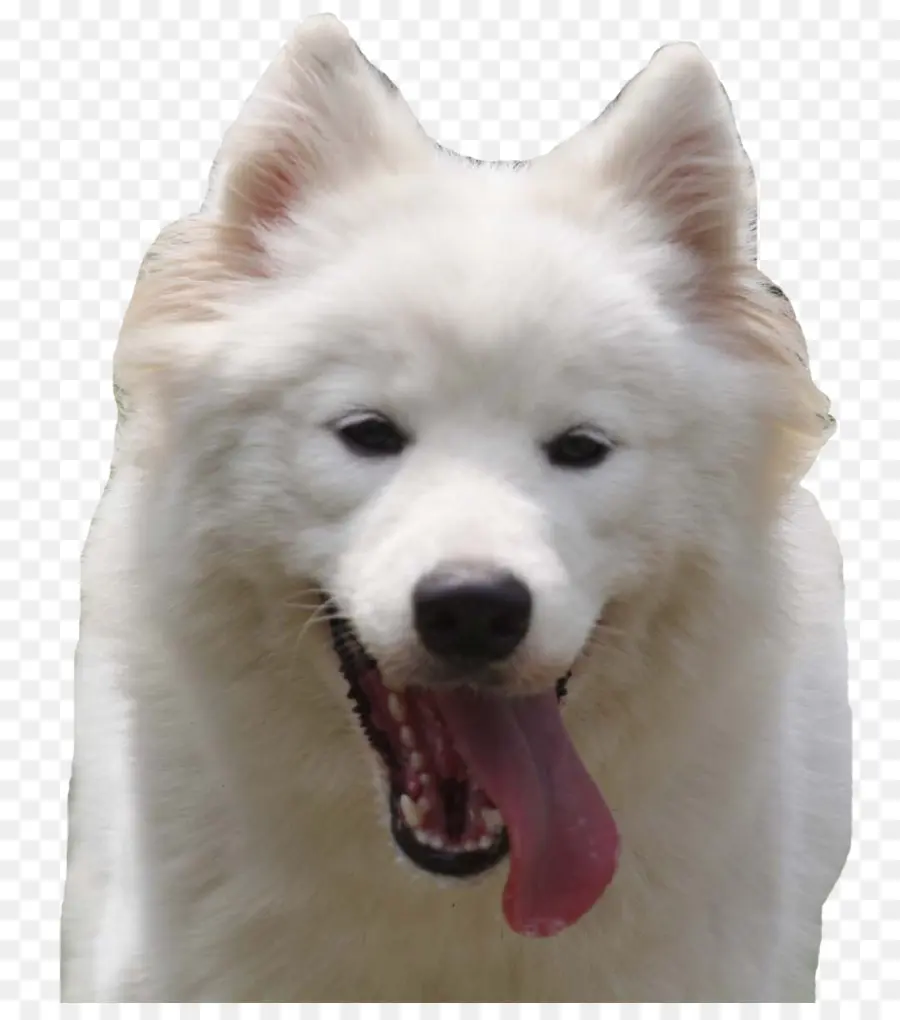 Dihäresen Apontado Médio，Samoyed Cão PNG