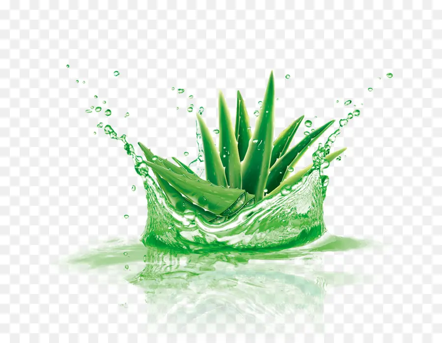 Aloe Vera，Encapsulated Postscript PNG