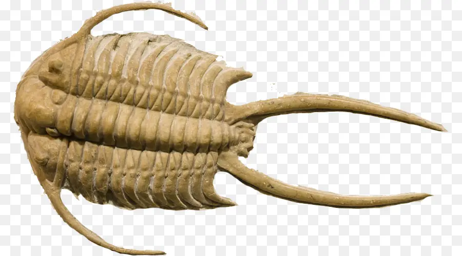 Fóssil De Trilobita，Ancestral PNG