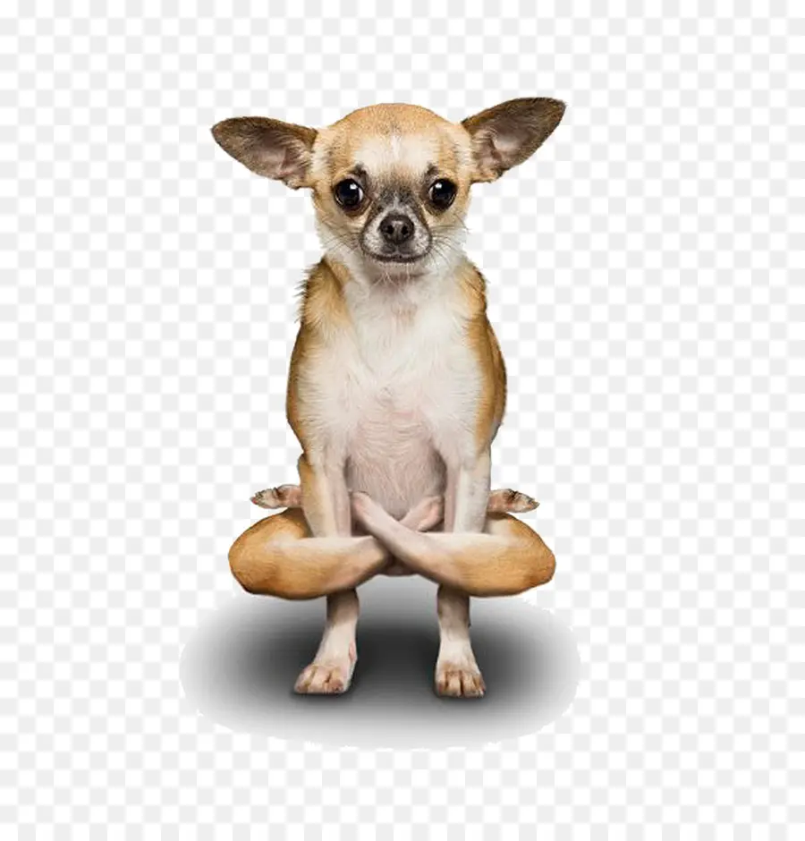 Poodle，Chihuahua PNG