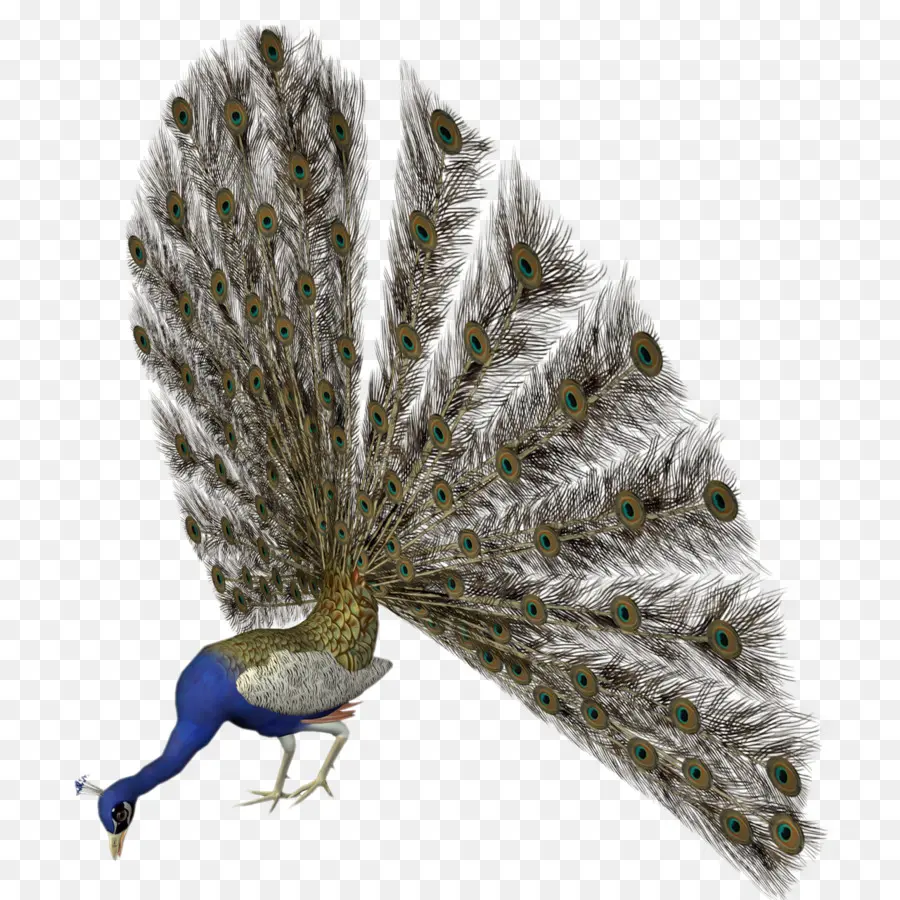 Pavão，Penas PNG