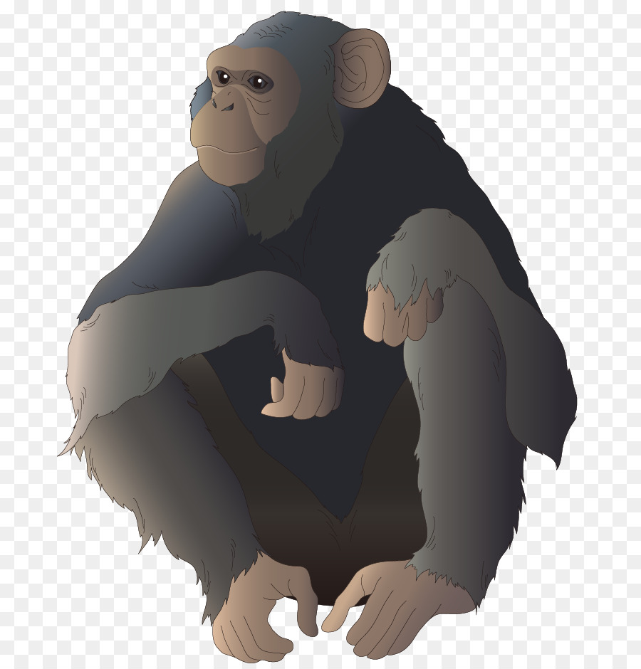 Chimpanzé，Primata PNG