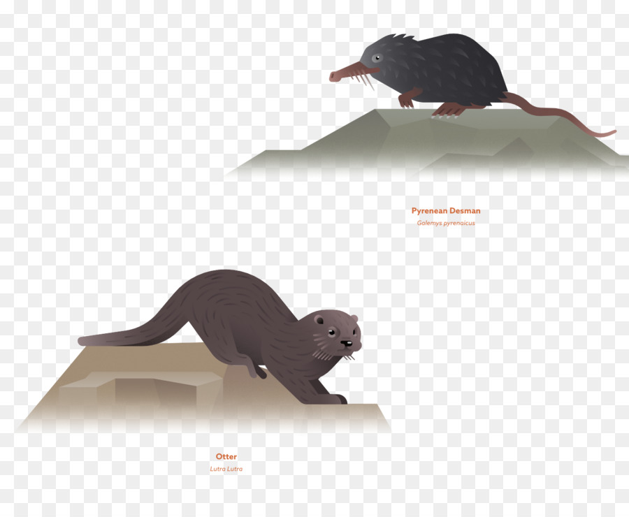 Rat，Mouse PNG