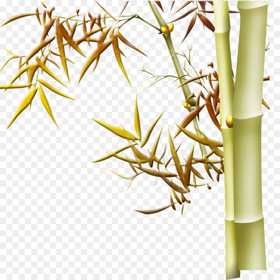 Bambu，Natureza PNG