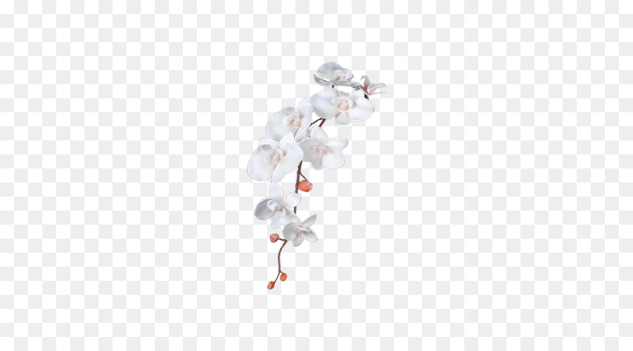 Orquídea Branca，Florescer PNG