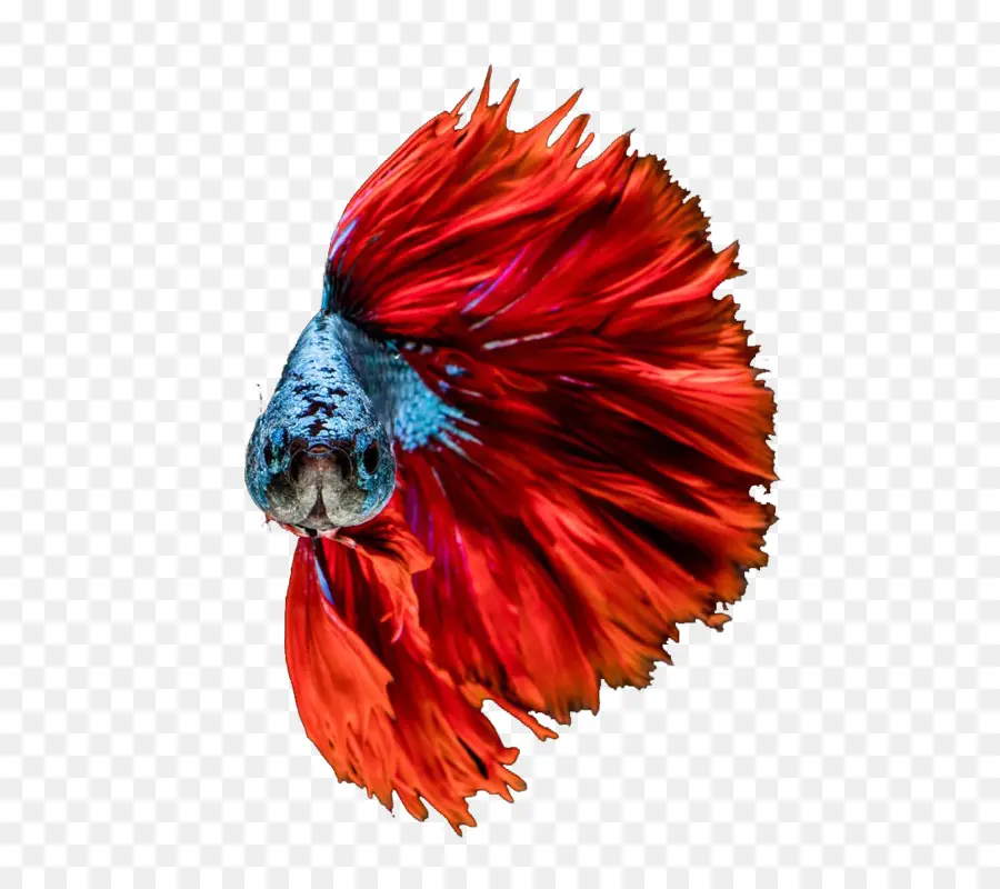 Peixe Betta Vermelho，Aquário PNG