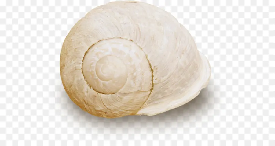 Snail，Nautilida PNG