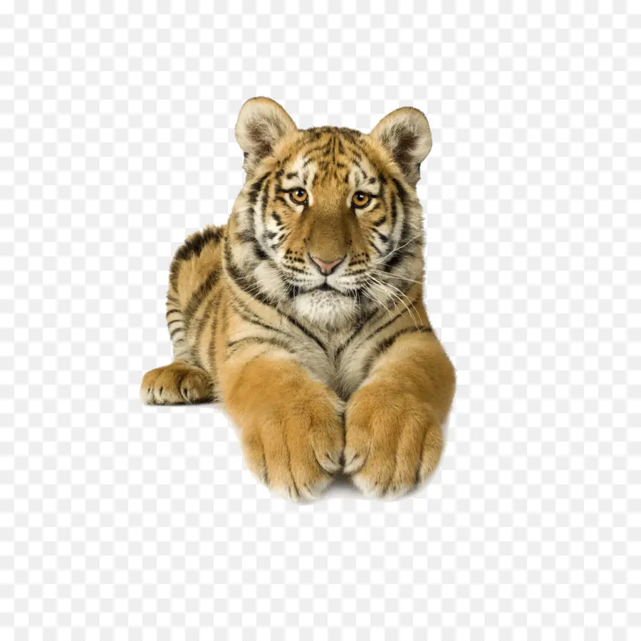 Filhote De Tigre，Listrado PNG