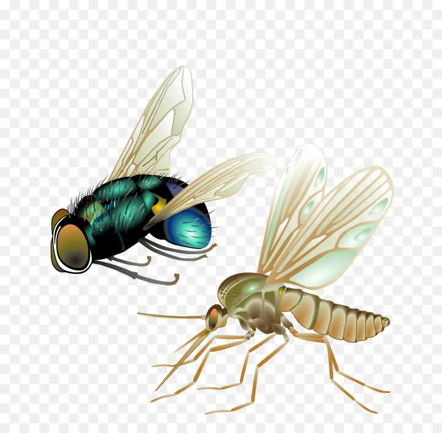 Mosquito，Voar PNG