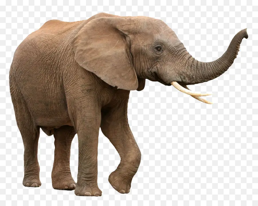 Elefante Africano，Elefante Asiático PNG