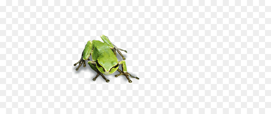 Sapo，Verde PNG