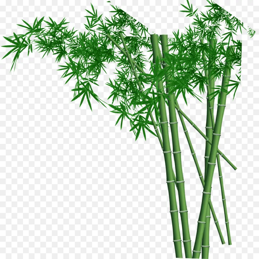 Parede，Bambu PNG