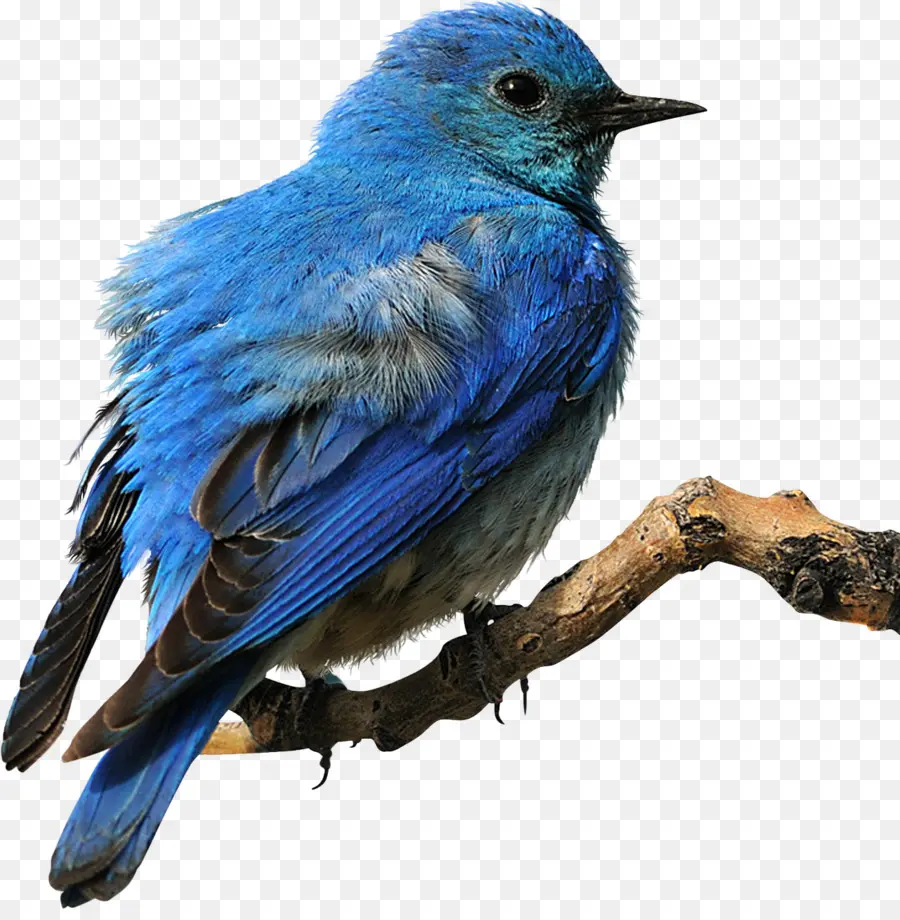 Aves，Oriental Bluebird PNG