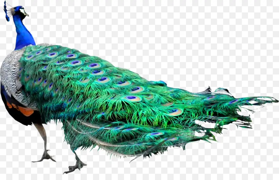 Peafowl，Aves PNG