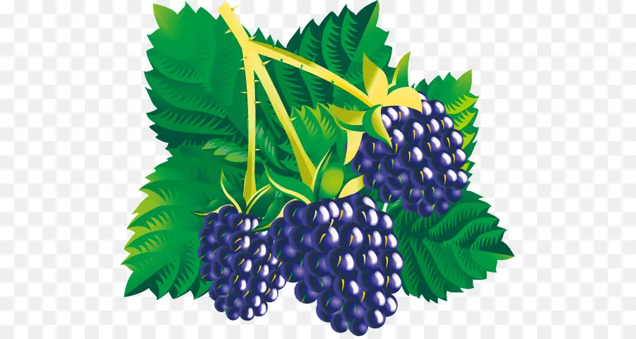 Berry，Blackberry PNG