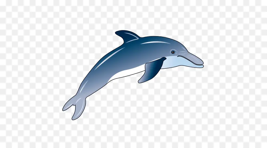 Wholphin，Golfinho Comum PNG