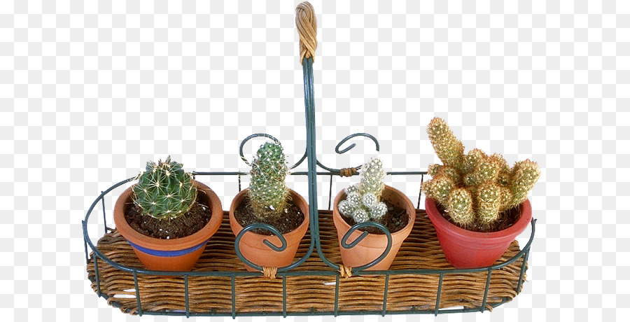 Cactos，Cactos Em Vasos PNG