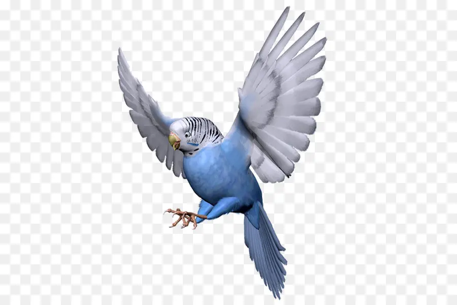 Periquito，Aves PNG