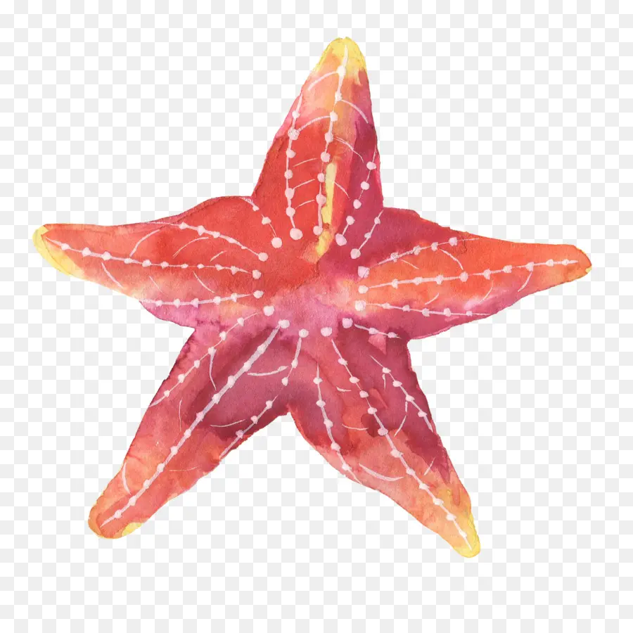 Estrela Do Mar，Papel PNG