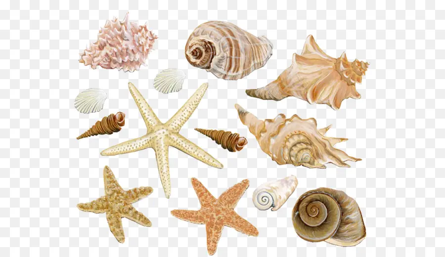 Seashell，Mar PNG