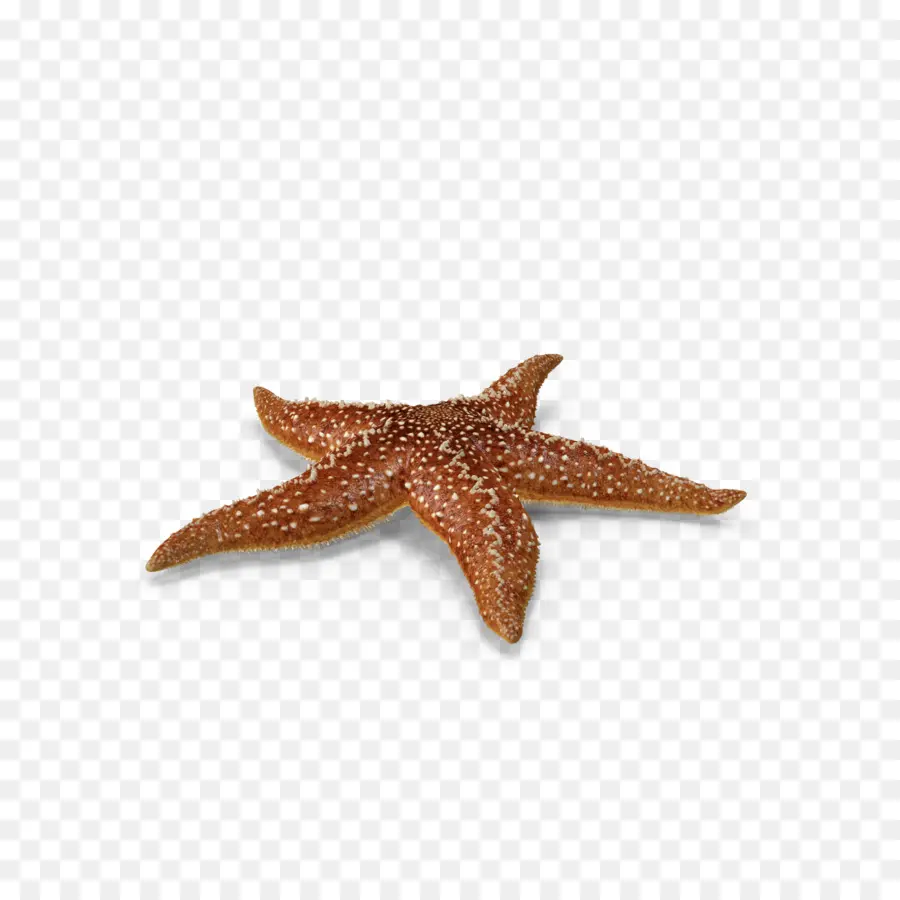 Estrela Do Mar，Callopatiria Granifera PNG