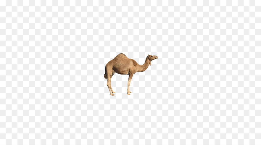 Bactriana Camelo，Bebê Alfabeto árabe PNG