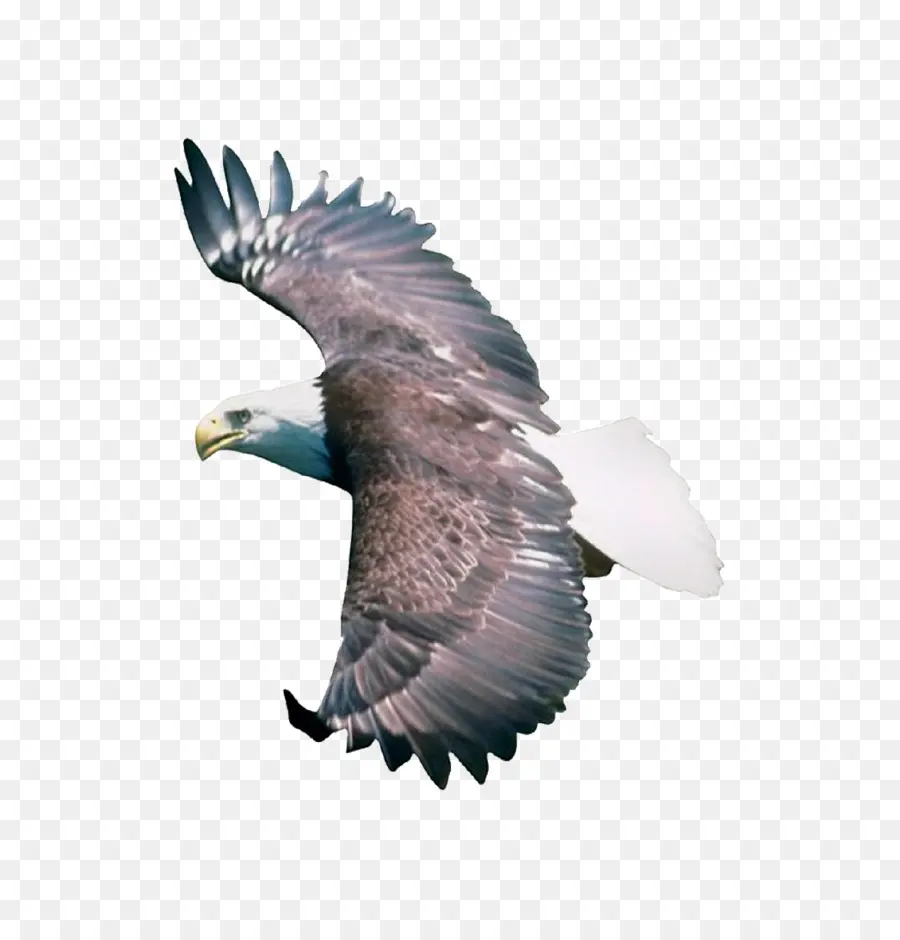 Aves，águia PNG