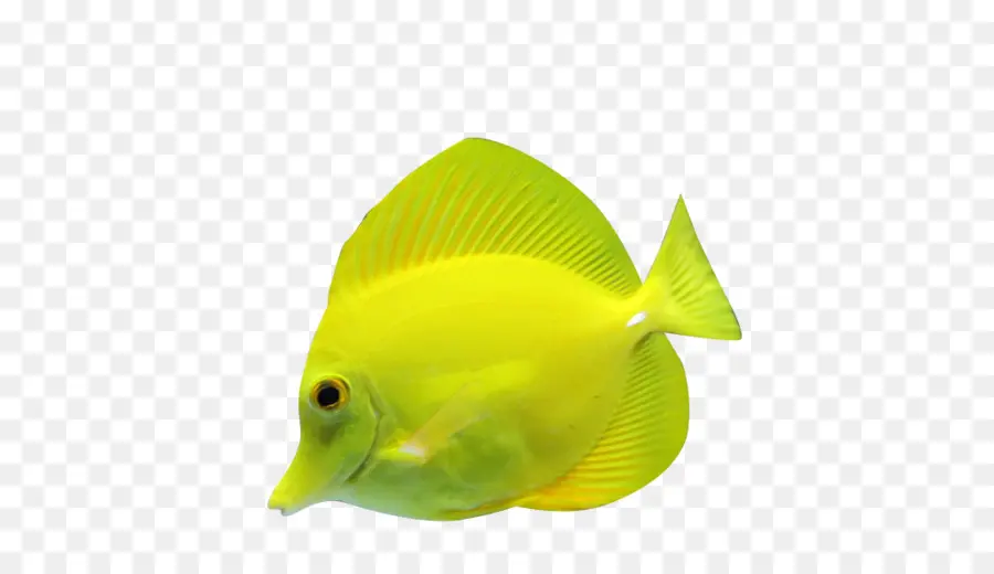 Peixe Amarelo，Aquático PNG