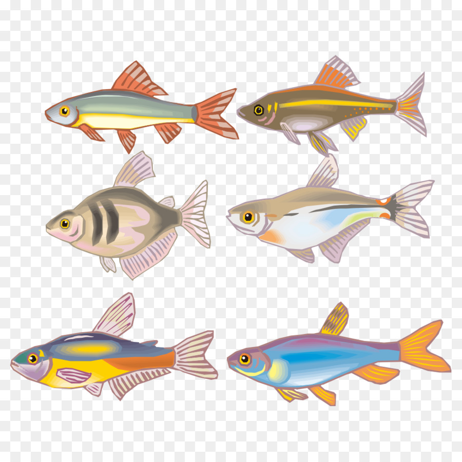 Peixe Colorido，Aquático PNG