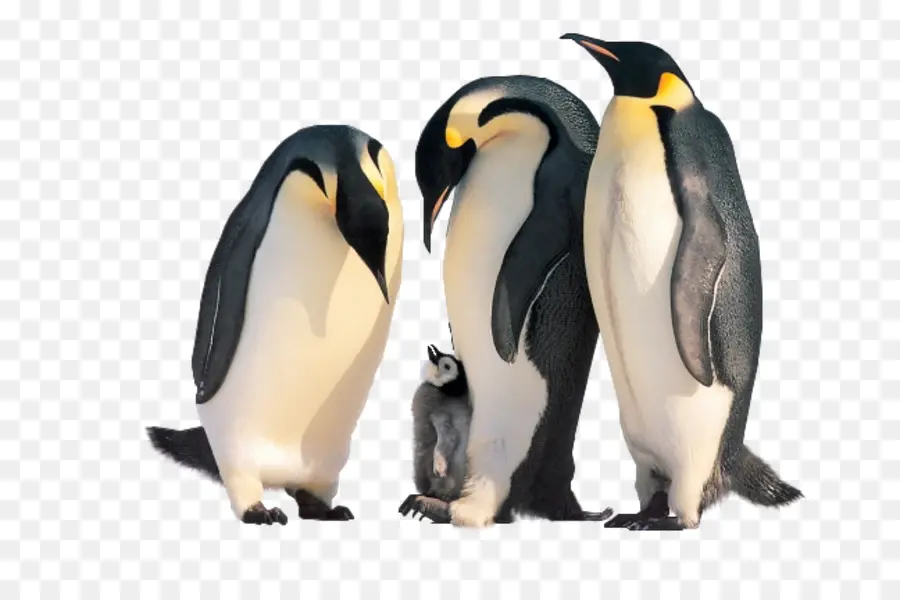 Penguin，Gatinho PNG