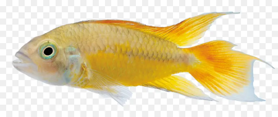 Peixe，Peixes Comerciais De Alimentação PNG