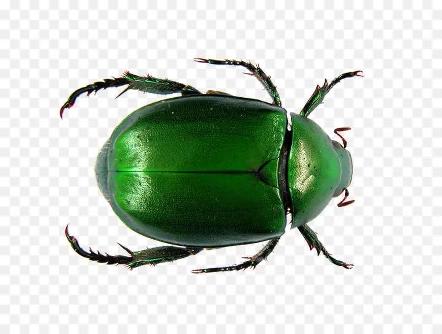 Besouro，Flor Chafer PNG