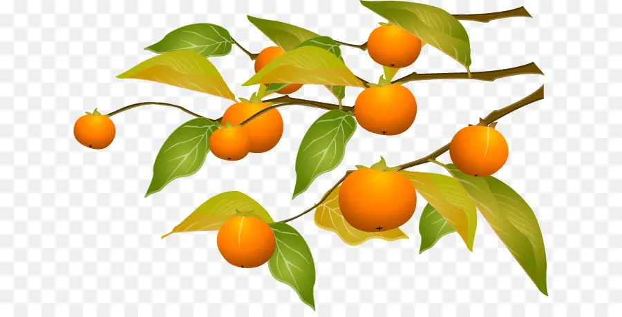 Frutas Laranja，Filial PNG