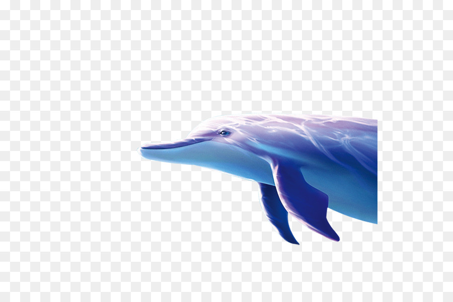 Dolphin，Golfinho PNG